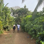 Dublin Banana Island Tour