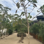 Saful Resort at John Obey